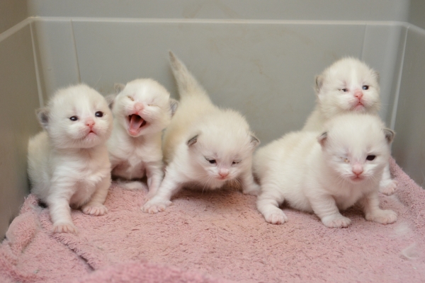 Misty Mountain Hop kittens